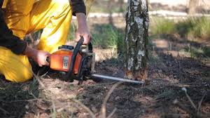 Best Arborist Consultation Services  in East Palo Alto, CA