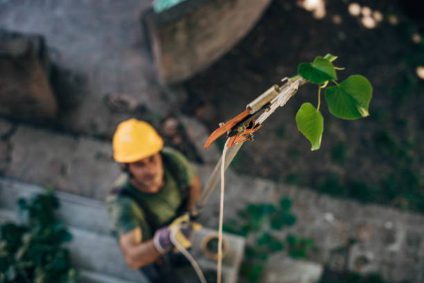 Best Stump Grinding and Removal  in East Palo Alto, CA