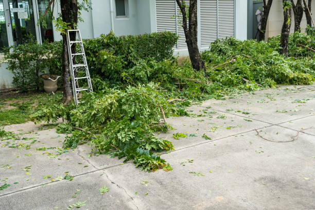 How Our Tree Care Process Works  in  East Palo Alto, CA