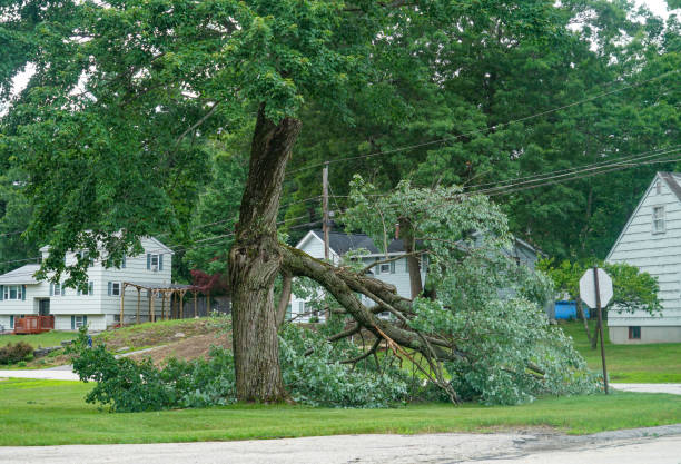 Professional Tree Care Services in East Palo Alto, CA