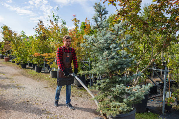 Tree and Shrub Care in East Palo Alto, CA